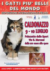 I gatti piu' belli del mondo - esposizione internazionale felina